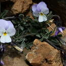 Viola guaxarensis resmi