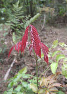 Image of bandicoot-berry