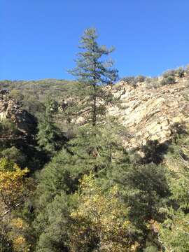 Image of bigcone Douglas-fir