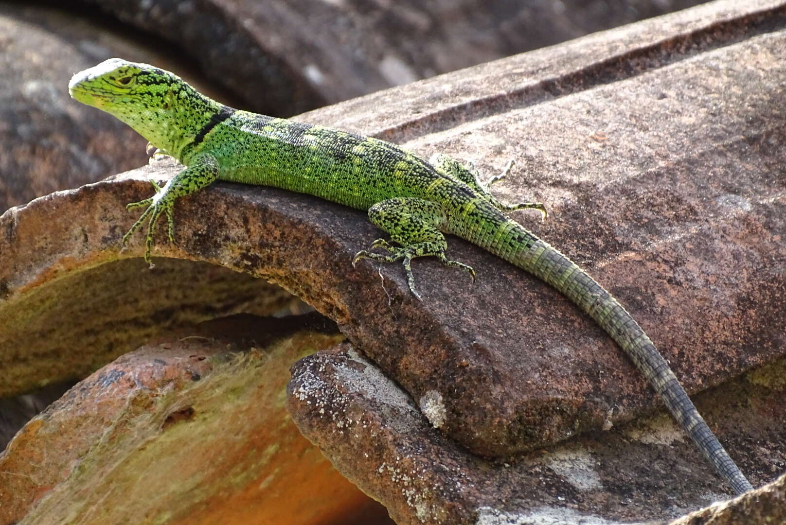 Image of Patterned Whorltail Iguana