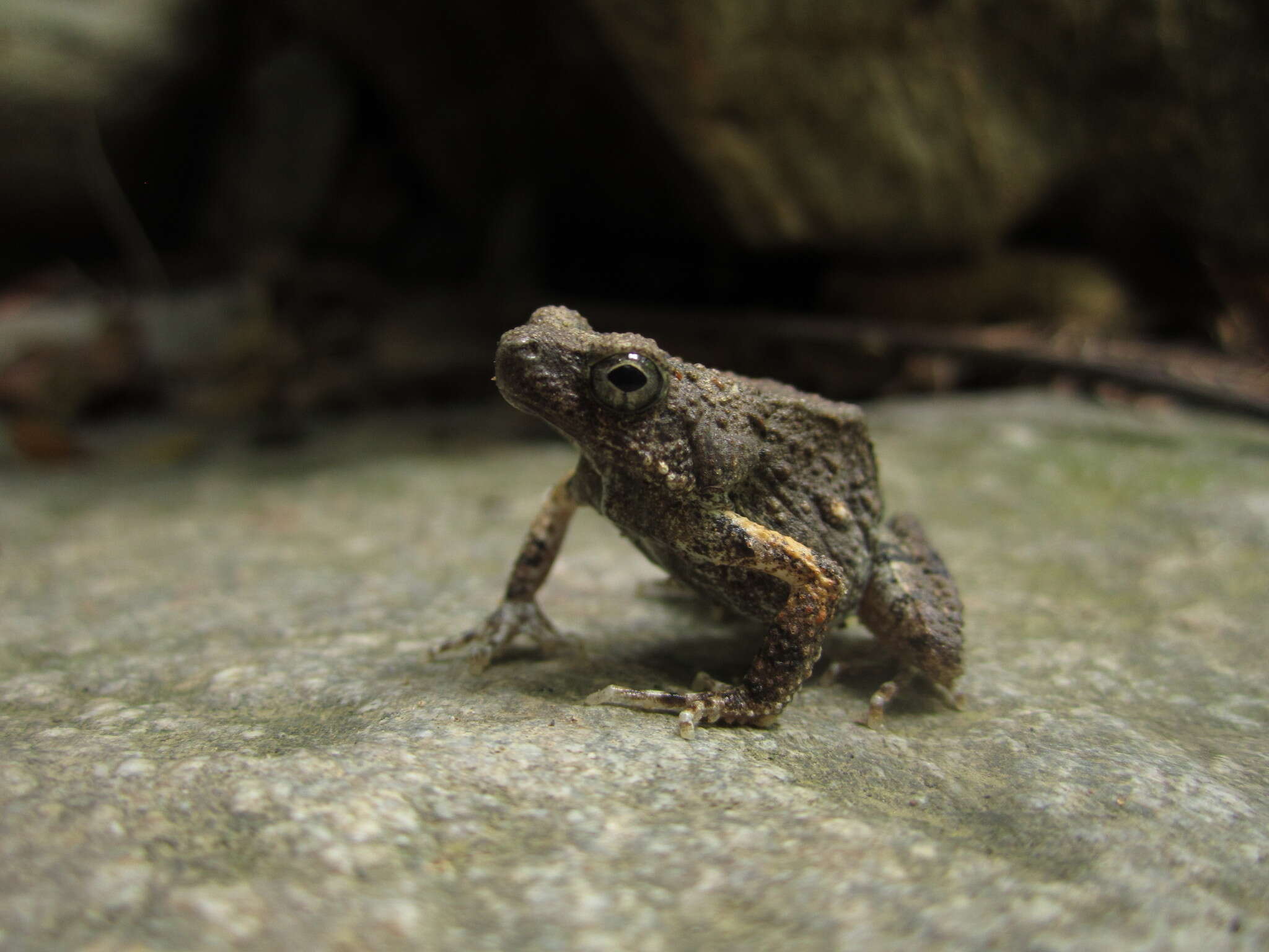 Engystomops pustulosus (Cope 1864)的圖片