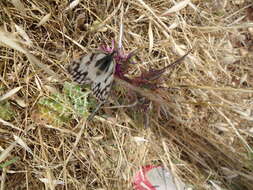 Image of Levantine Marbled White