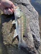 Image of Brownspot largemouth