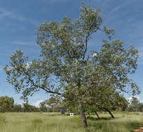 Image of Eucalyptus melanophloia subsp. melanophloia