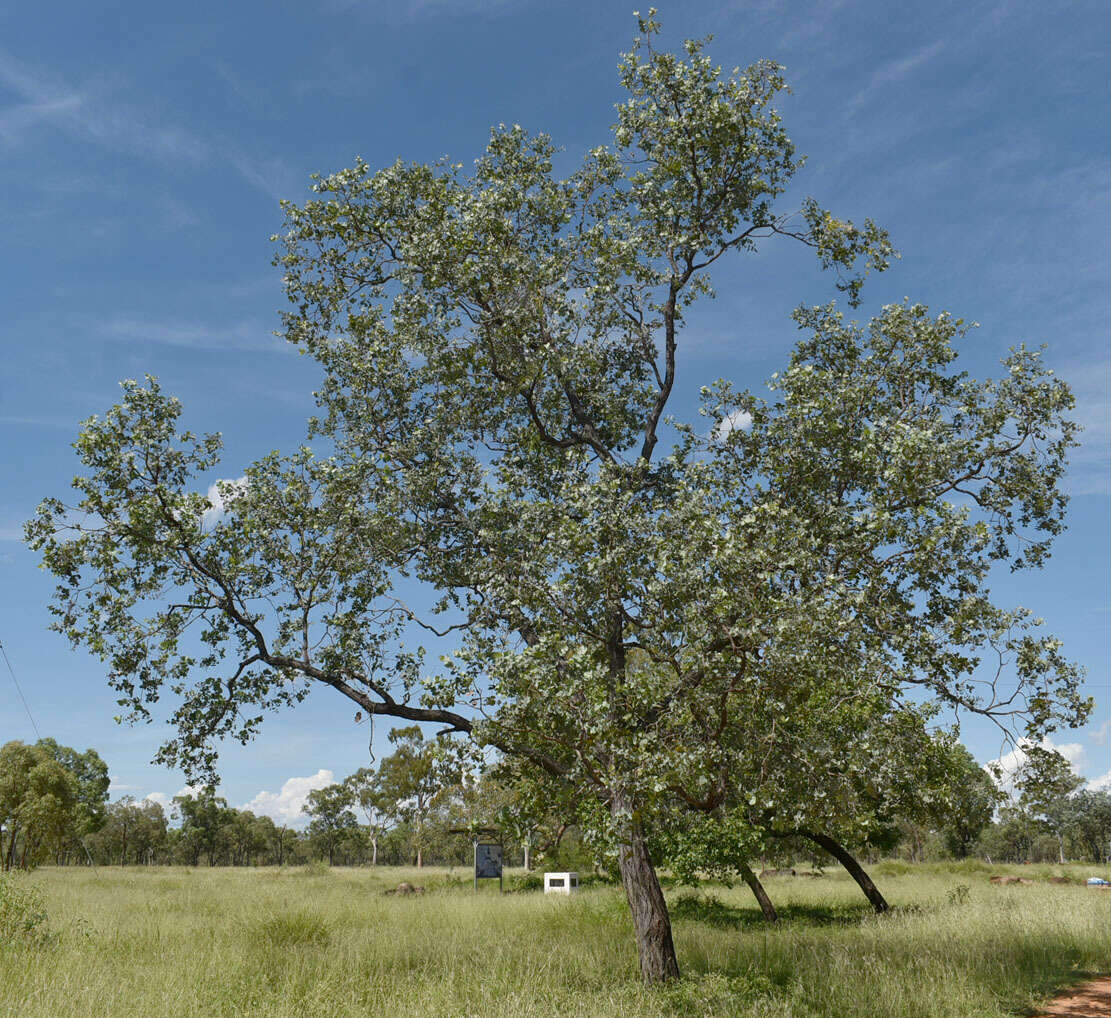 Imagem de Eucalyptus melanophloia subsp. melanophloia