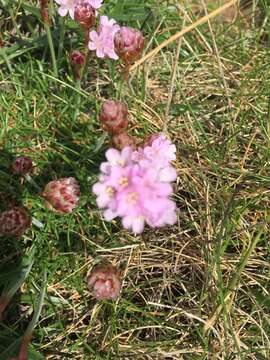 Image of Siberian sea thrift