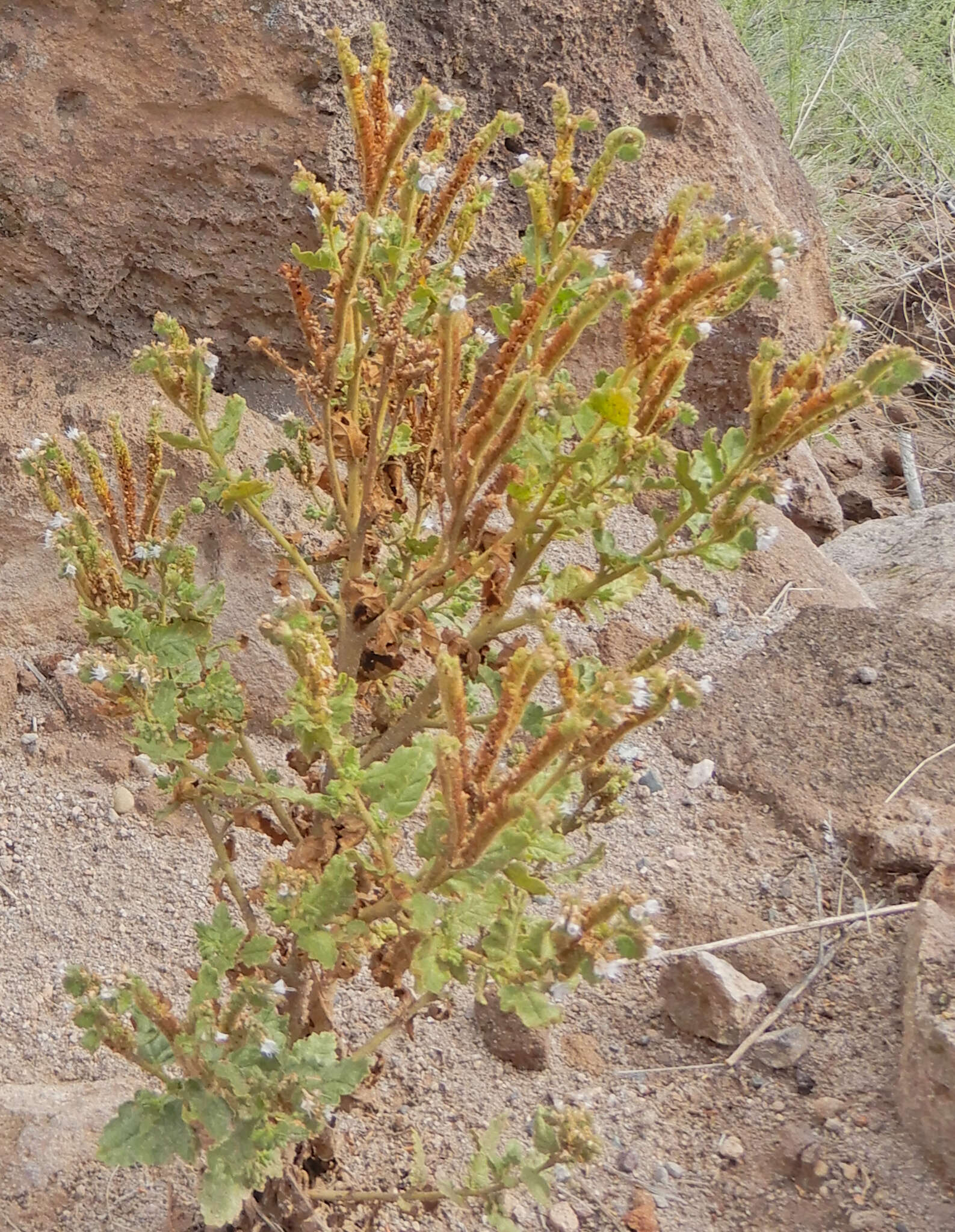 Image of Pinkava's phacelia