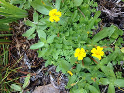 Image of Yellow Creeping Monkey-Flower