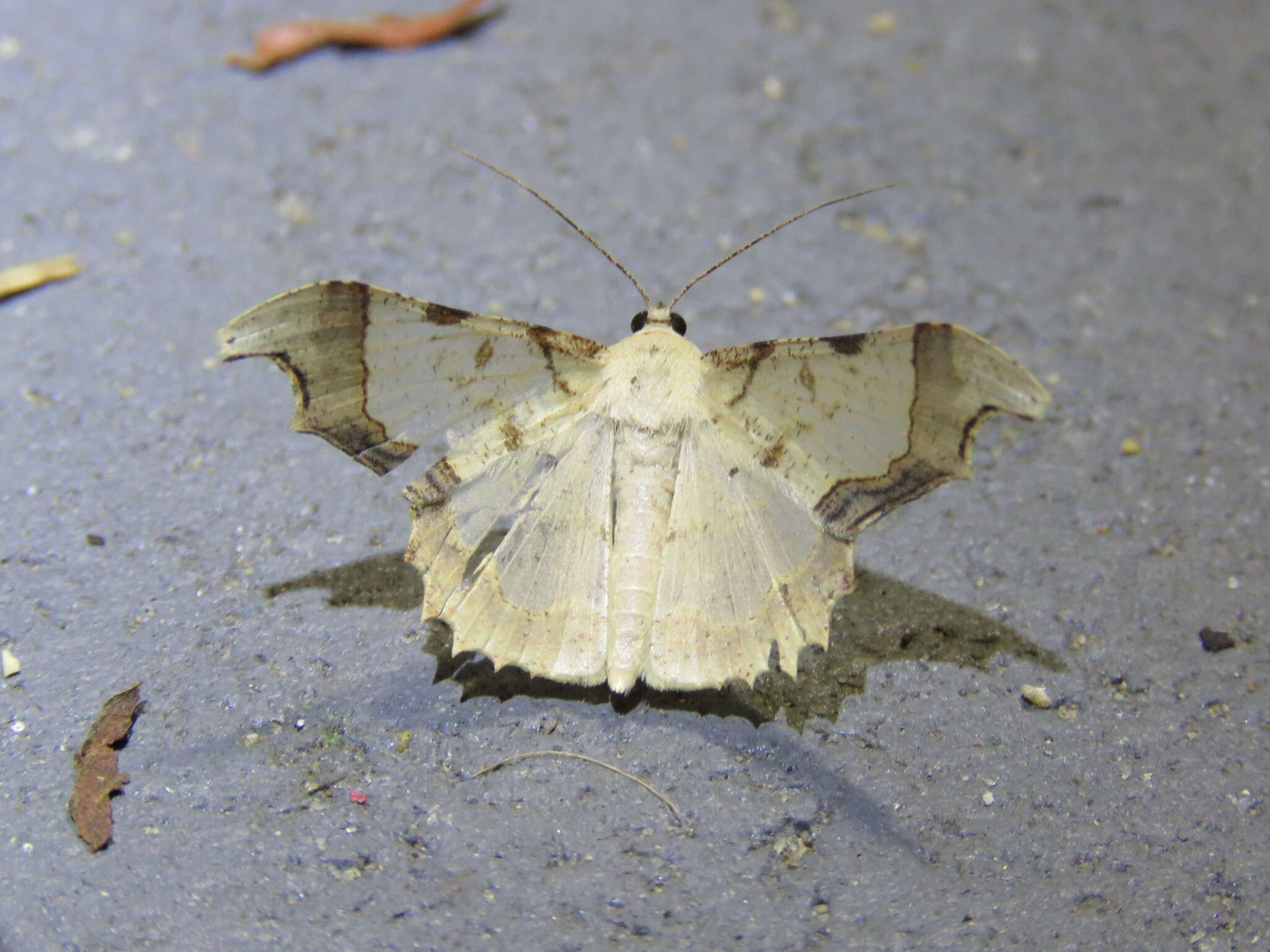 Image of Zeheba spectabilis Butler 1877