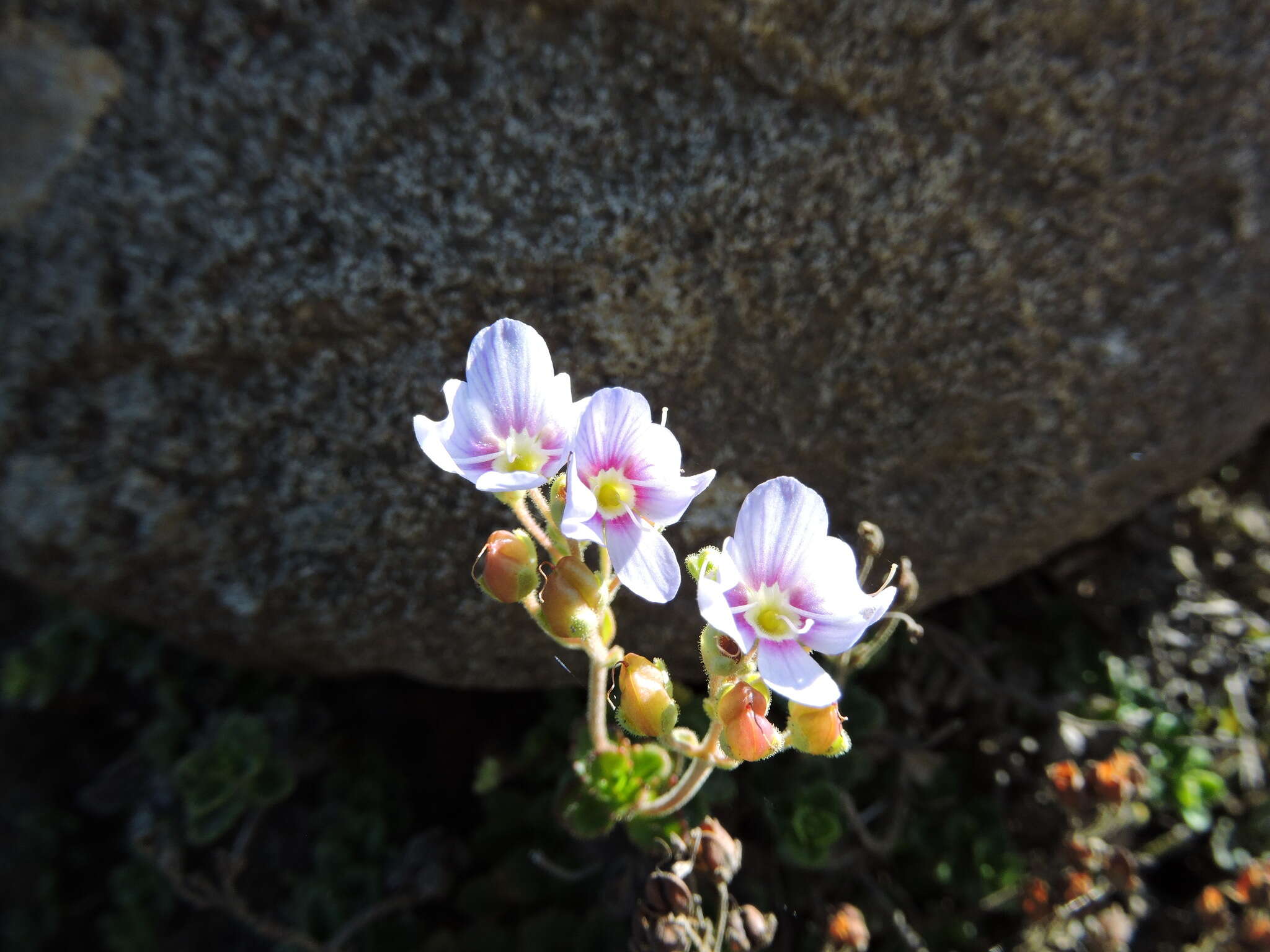 Image de Veronica hookeriana Walp.