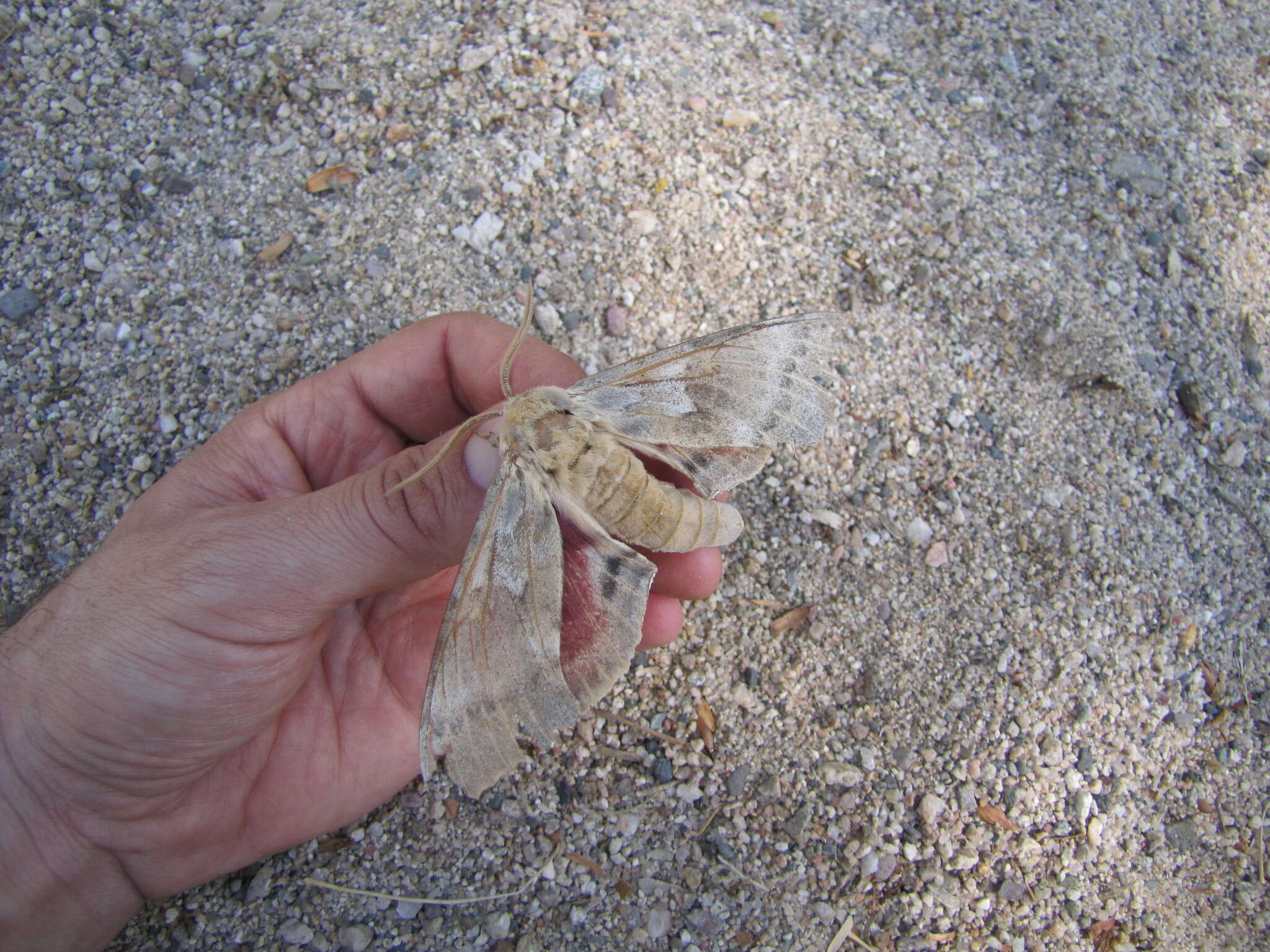 Image of Western Poplar Sphinx