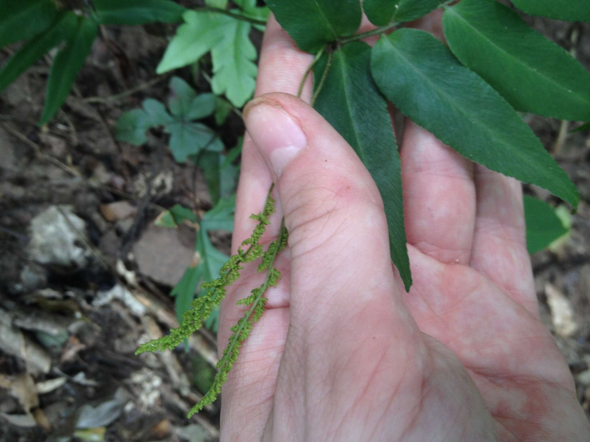 Imagem de Anemia phyllitidis (L.) Sw. var. phyllitidis