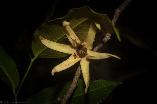 Meiogyne stenopetala (F. Muell.) Heusden resmi