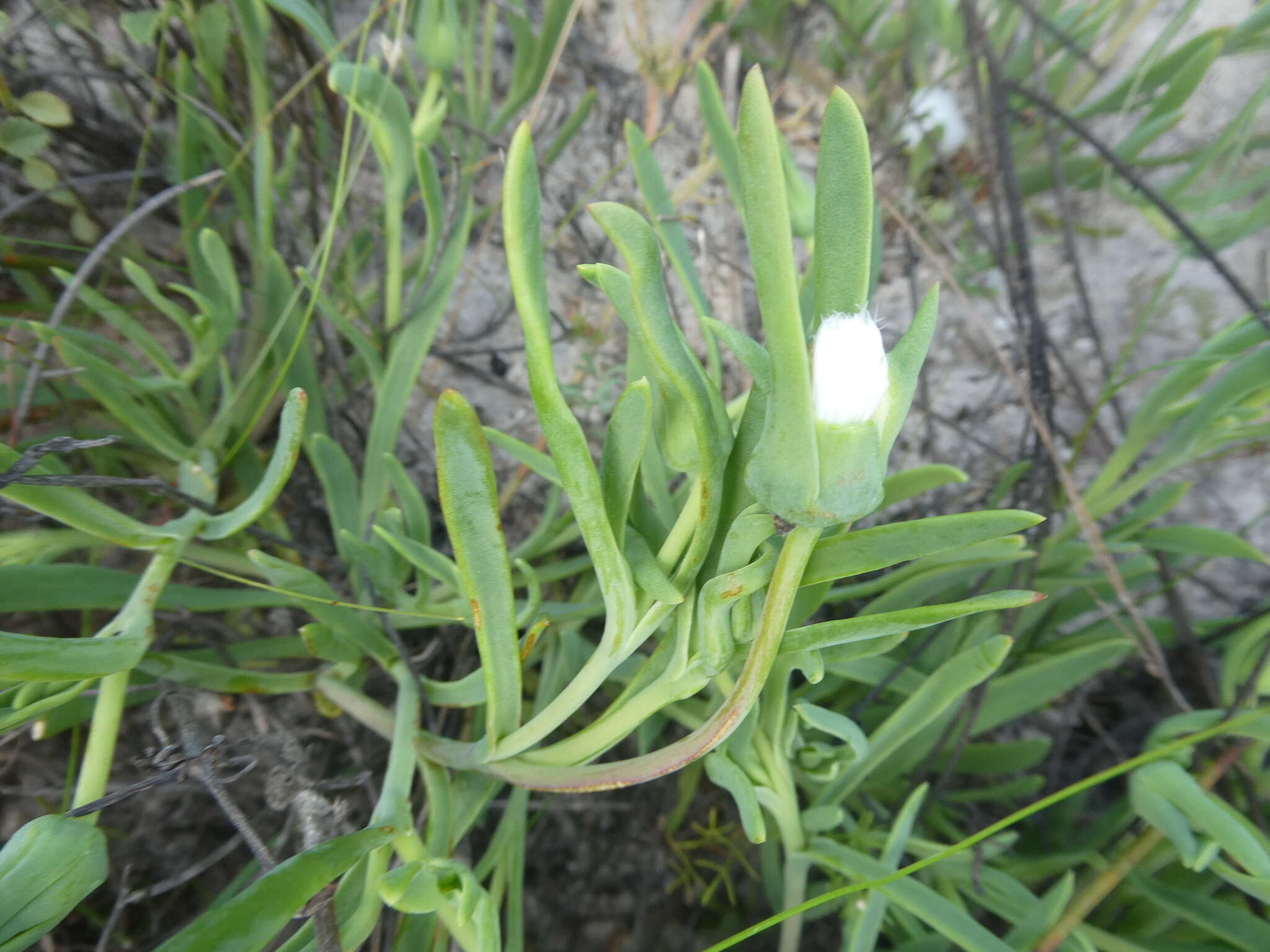 Image of Skiatophytum flaccidifolium Klak