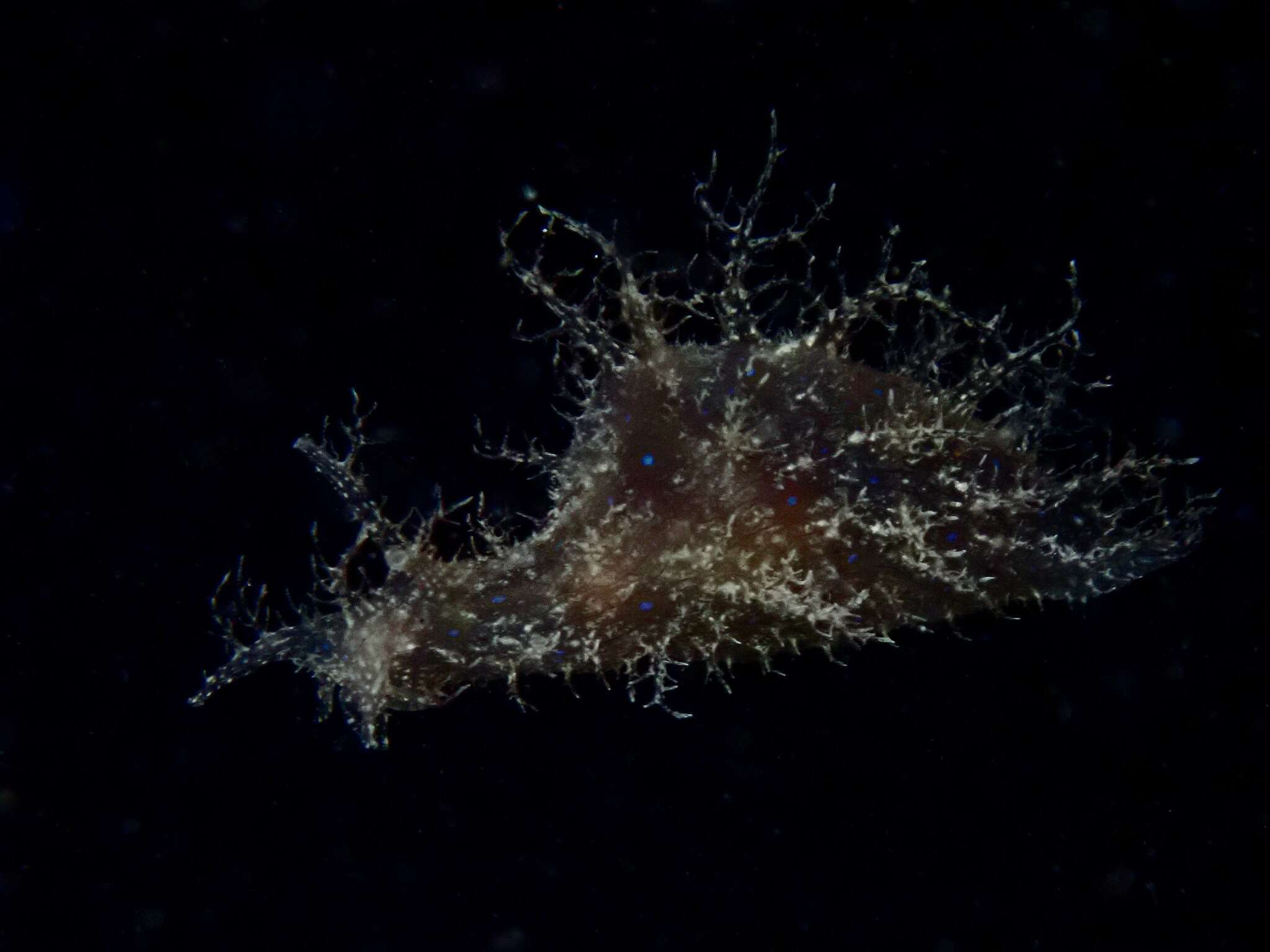 Bursatella ocelligera (Bergh 1902) resmi