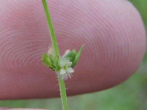 Image of southwestern bedstraw