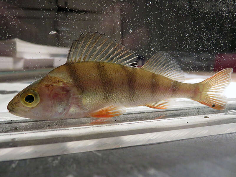 Image of Perch