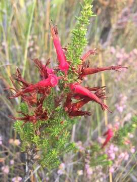 Image of <i>Erica monadelphia</i>