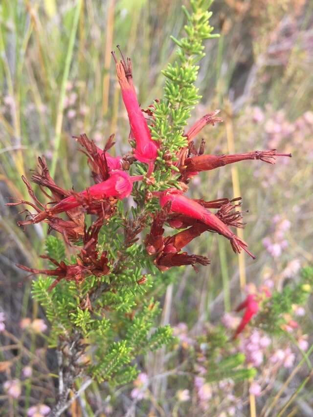 Image of <i>Erica monadelphia</i>