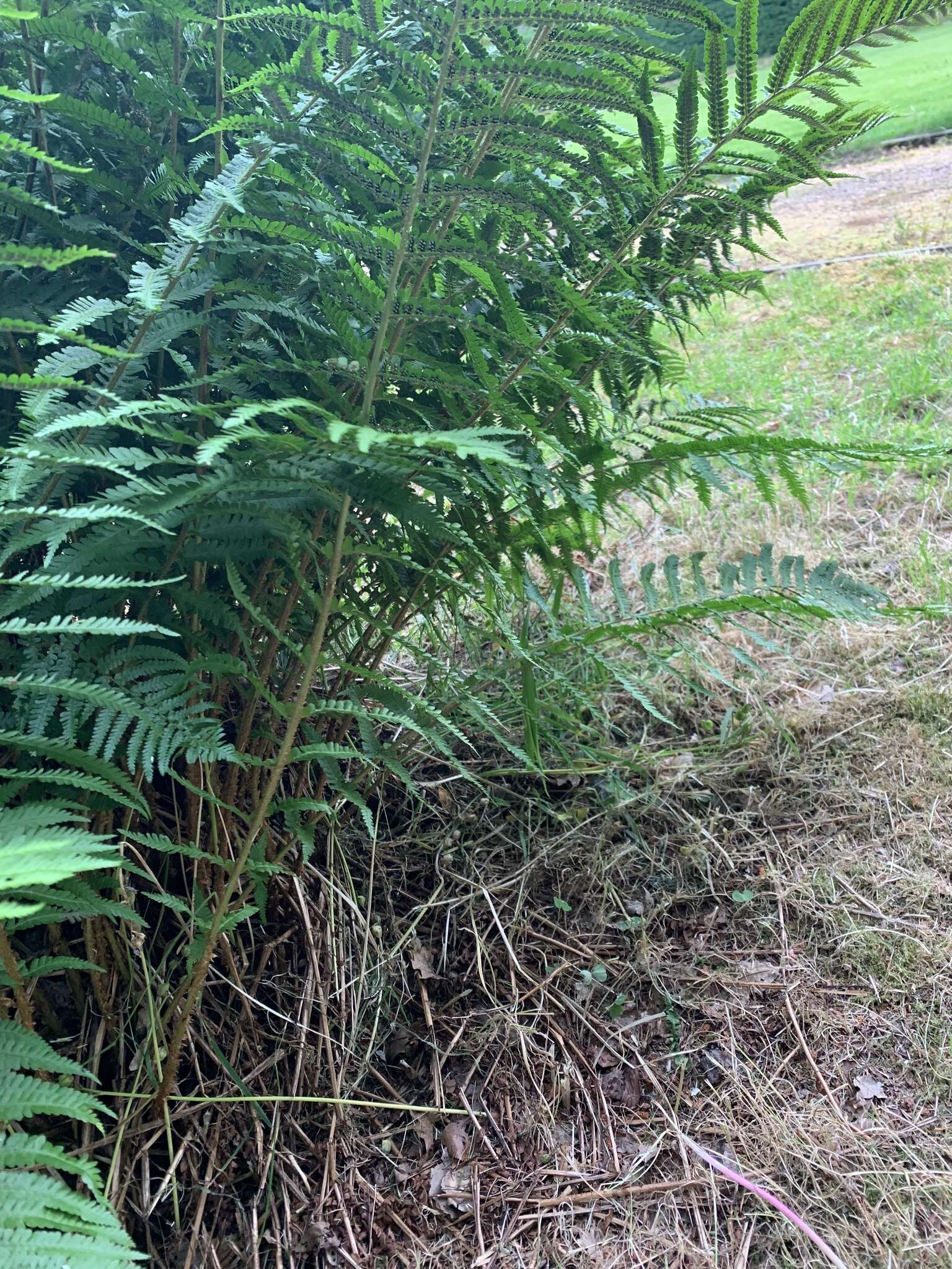 Sivun Dryopteris cambrensis subsp. cambrensis kuva