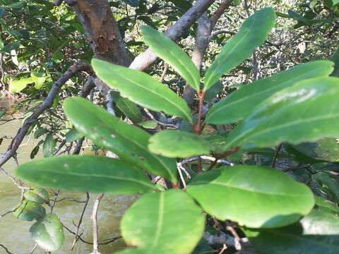 Image of Dhundal tree