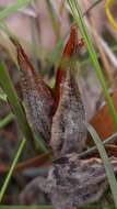 Image of Patersonia sericea var. longifolia (R. Br.) C. Moore & Betche