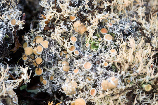 Image of Arctic saucer lichen