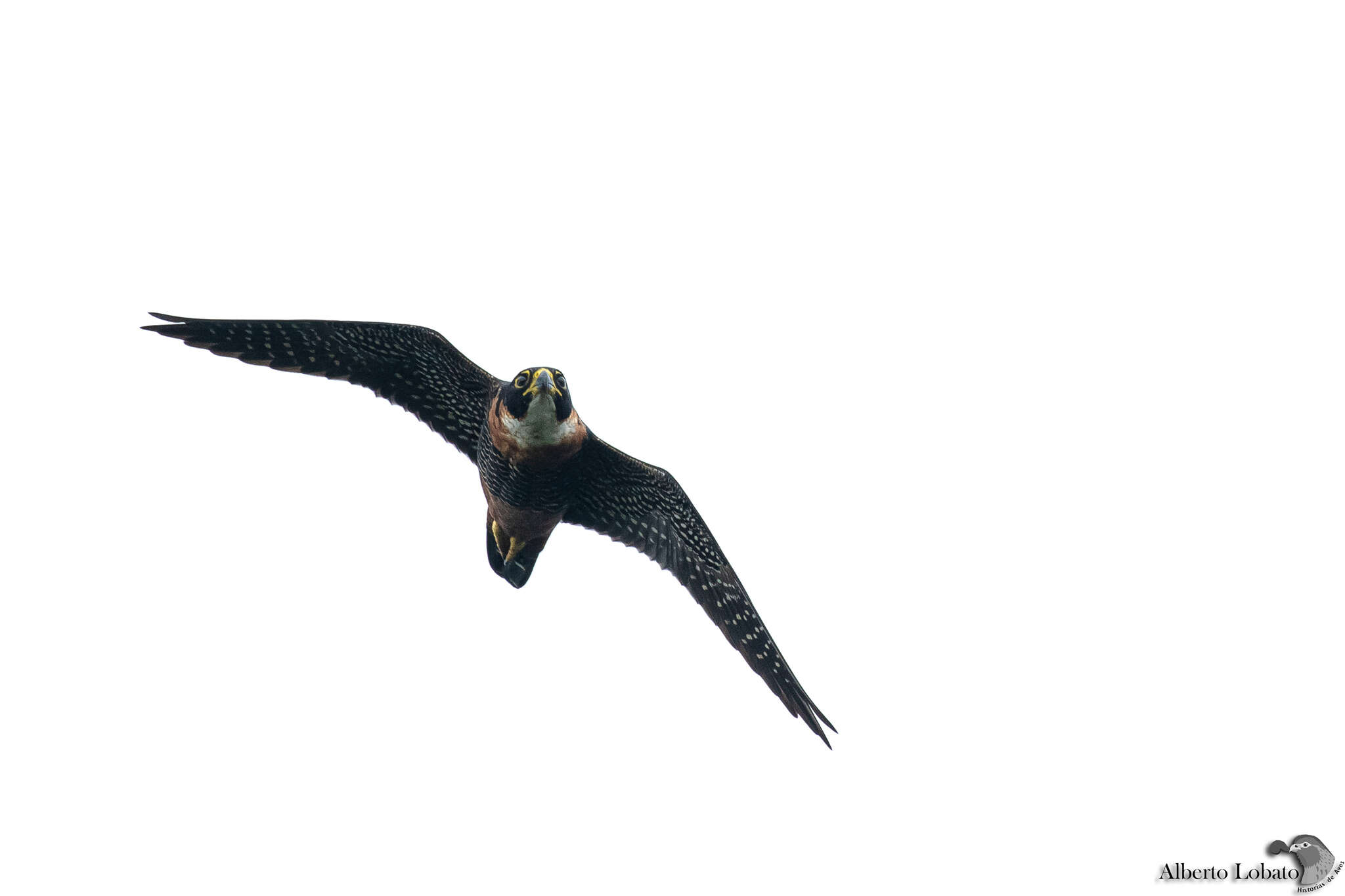 Image of Orange-breasted Falcon