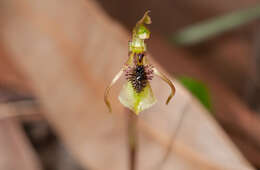 Imagem de Chiloglottis seminuda D. L. Jones