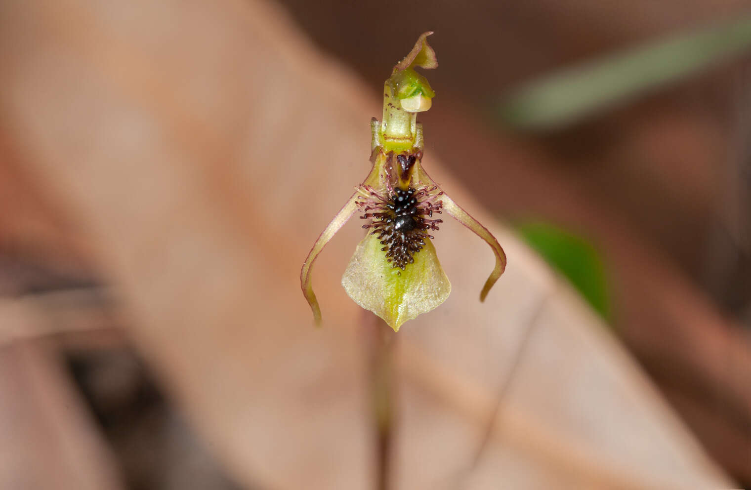 Imagem de Chiloglottis seminuda D. L. Jones