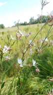 Imagem de Oenothera lindheimeri (Engelm. & A. Gray) W. L. Wagner & Hoch