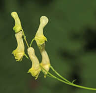 Imagem de Aconitum ranunculoides subsp. puchonroenicum (Uyeki & Sakata) V. N. Voroschilov