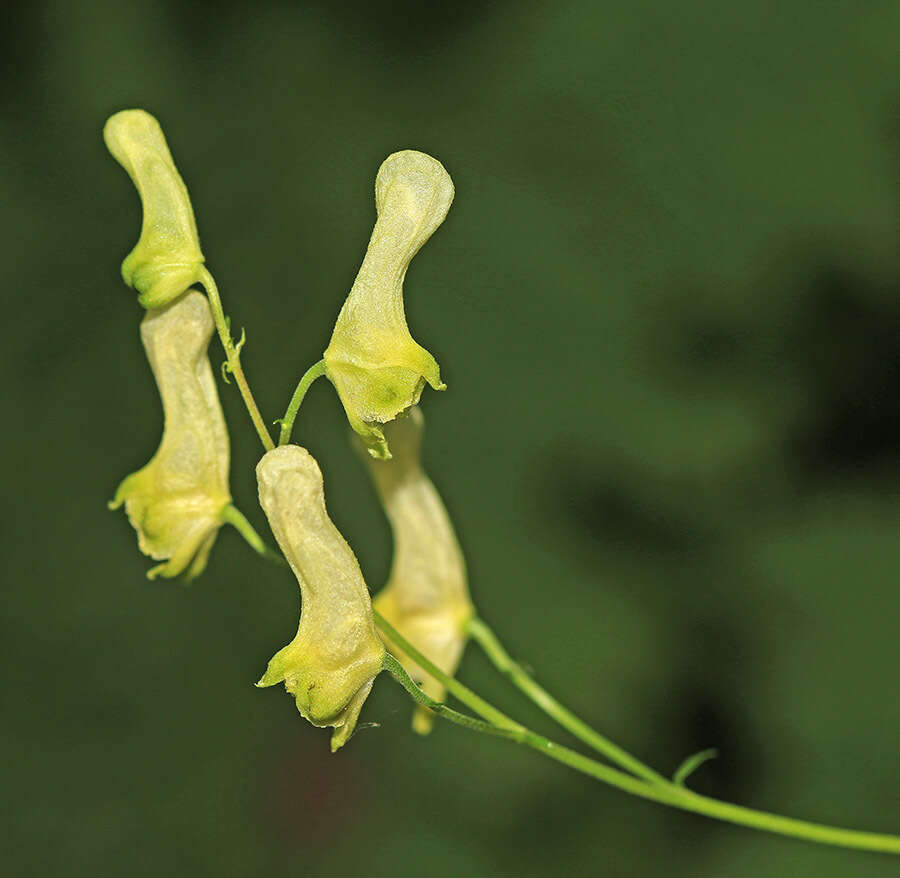 Imagem de Aconitum ranunculoides subsp. puchonroenicum (Uyeki & Sakata) V. N. Voroschilov