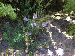 Image of chicory