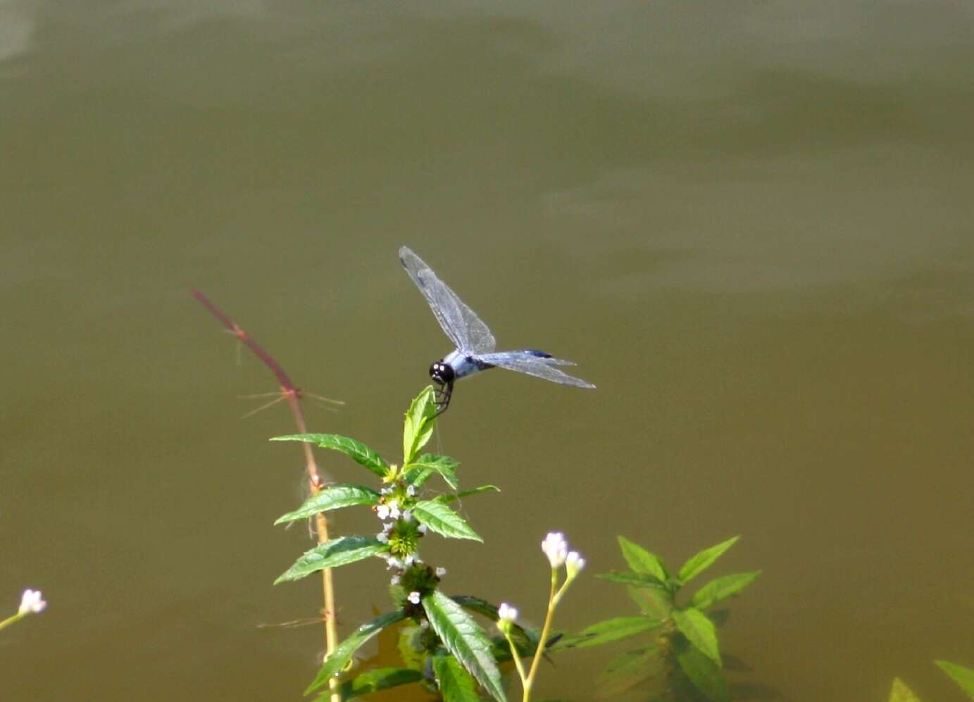 Imagem de Deielia phaon (Selys 1883)