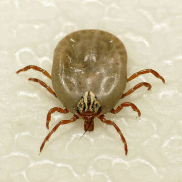 Image of Amblyomma triste Koch 1844