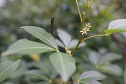 Image of Zanthoxylum asiaticum