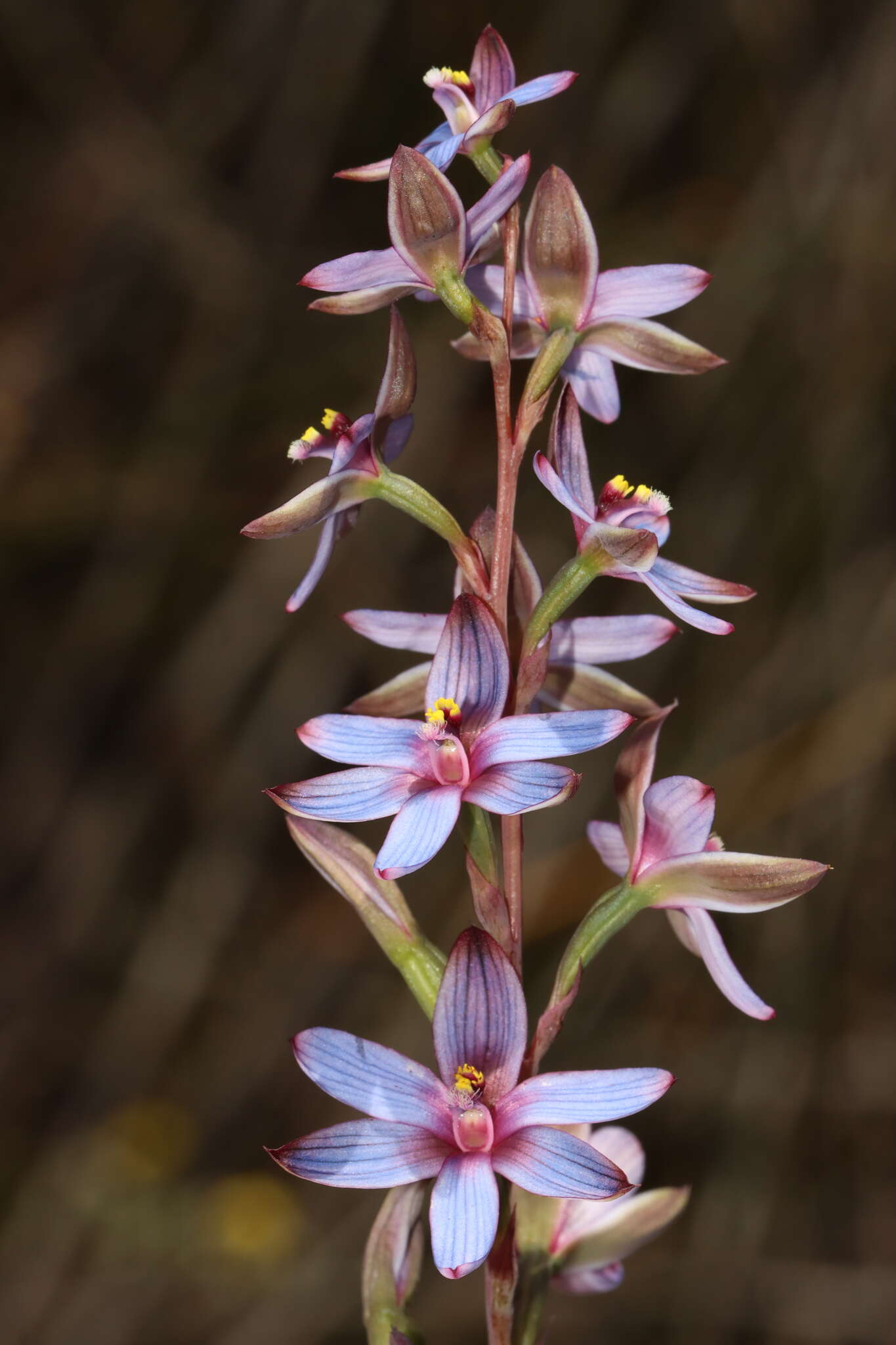 صورة Thelymitra canaliculata R. Br.