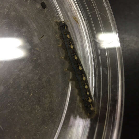 Image of Forest Tent Caterpillar Moth