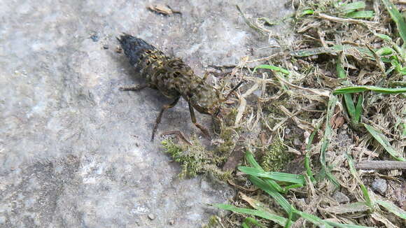 Image of Ontholestes tessellatus (Geoffroy 1785)