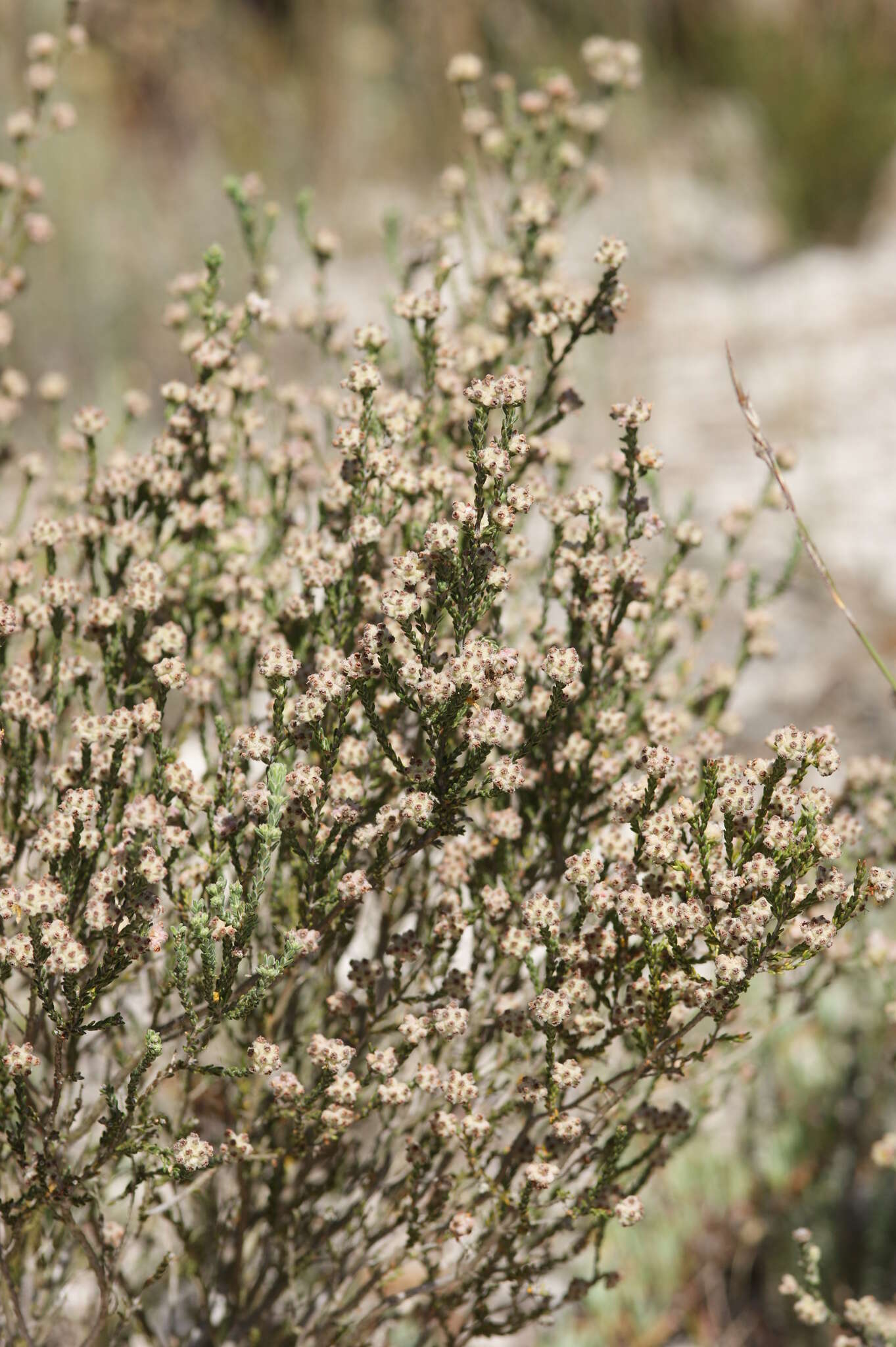 Image of Erica plumosa Thunb.