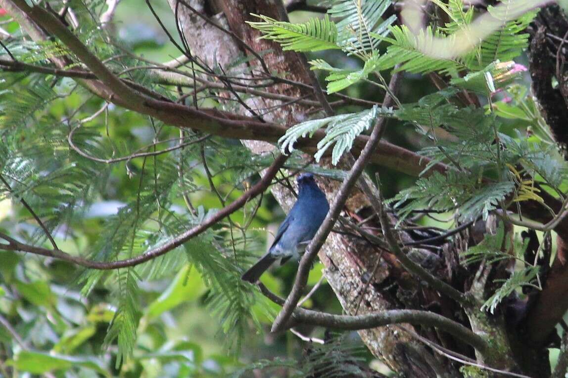 Image of Nilgiri Flycatcher