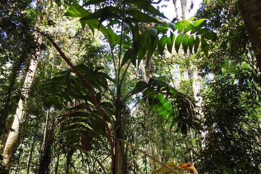 Image of Chamaedorea vulgata Standl. & Steyerm.