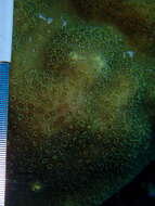 Image of Mustard Hill Coral