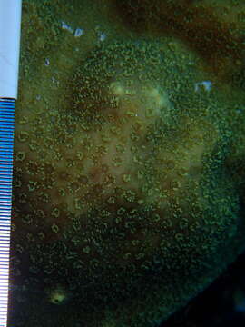 صورة Porites astreoides Lamarck 1816