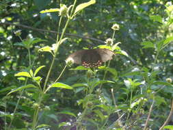 Image of Parides photinus (Doubleday 1844)