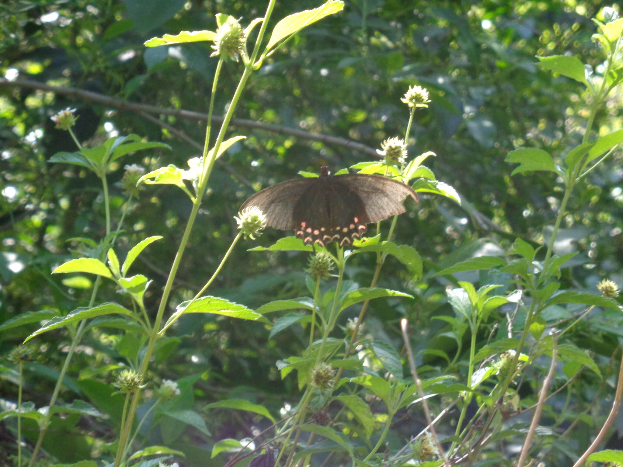 Image of Parides photinus (Doubleday 1844)