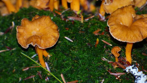 Image of Craterellus lutescens (Fr.) Fr. 1838