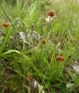 Image of Fernald's Beak Sedge