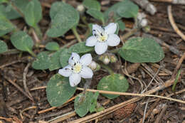 Howellanthus dalesianus (J. T. Howell) Walden & R. Patt. resmi